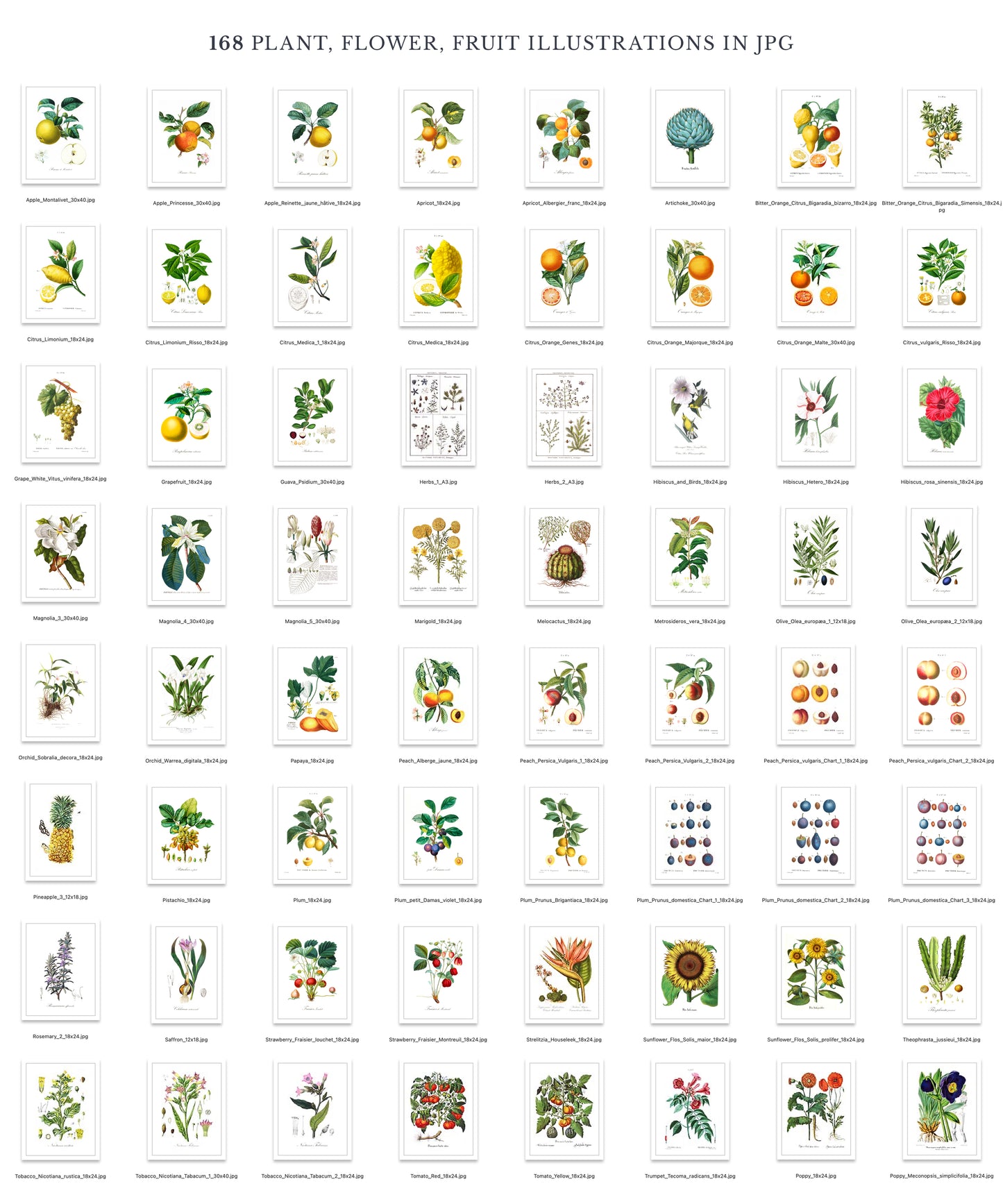 VINTAGE BOTANICAL PRINTS & DIY ELEMENTS