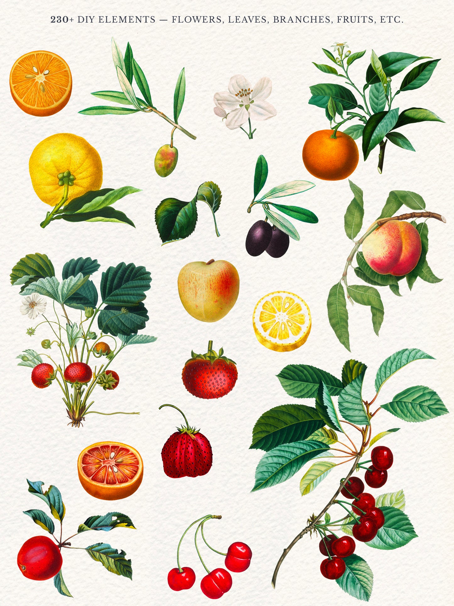 VINTAGE BOTANICAL PRINTS & DIY ELEMENTS