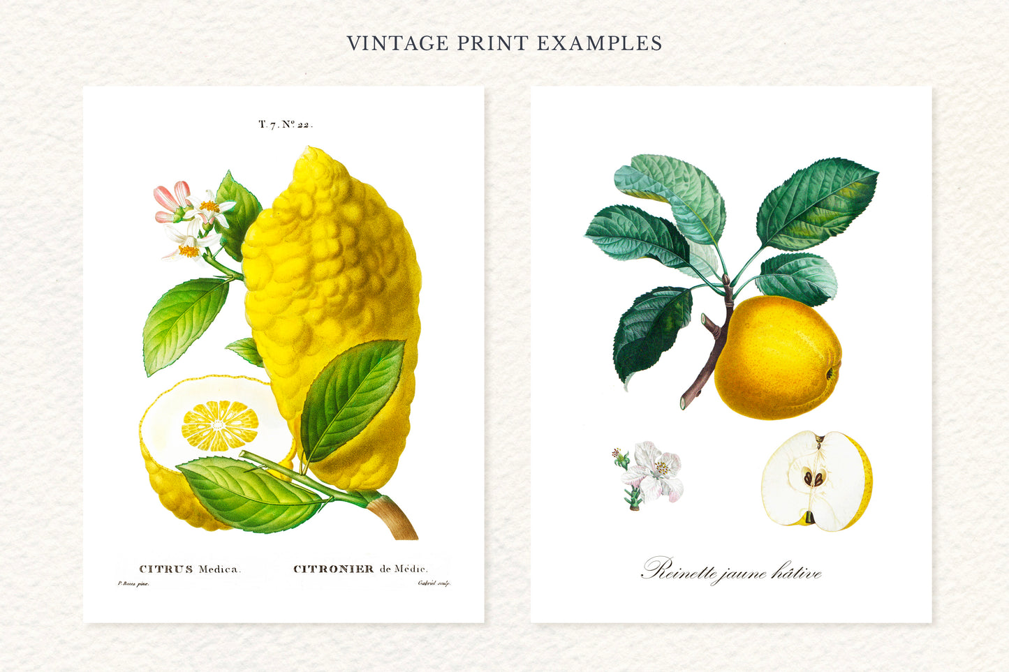 VINTAGE BOTANICAL PRINTS & DIY ELEMENTS