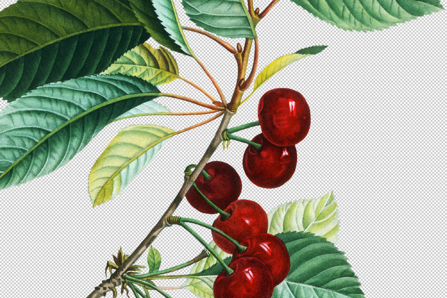 VINTAGE CHERRY Grafikkollektion