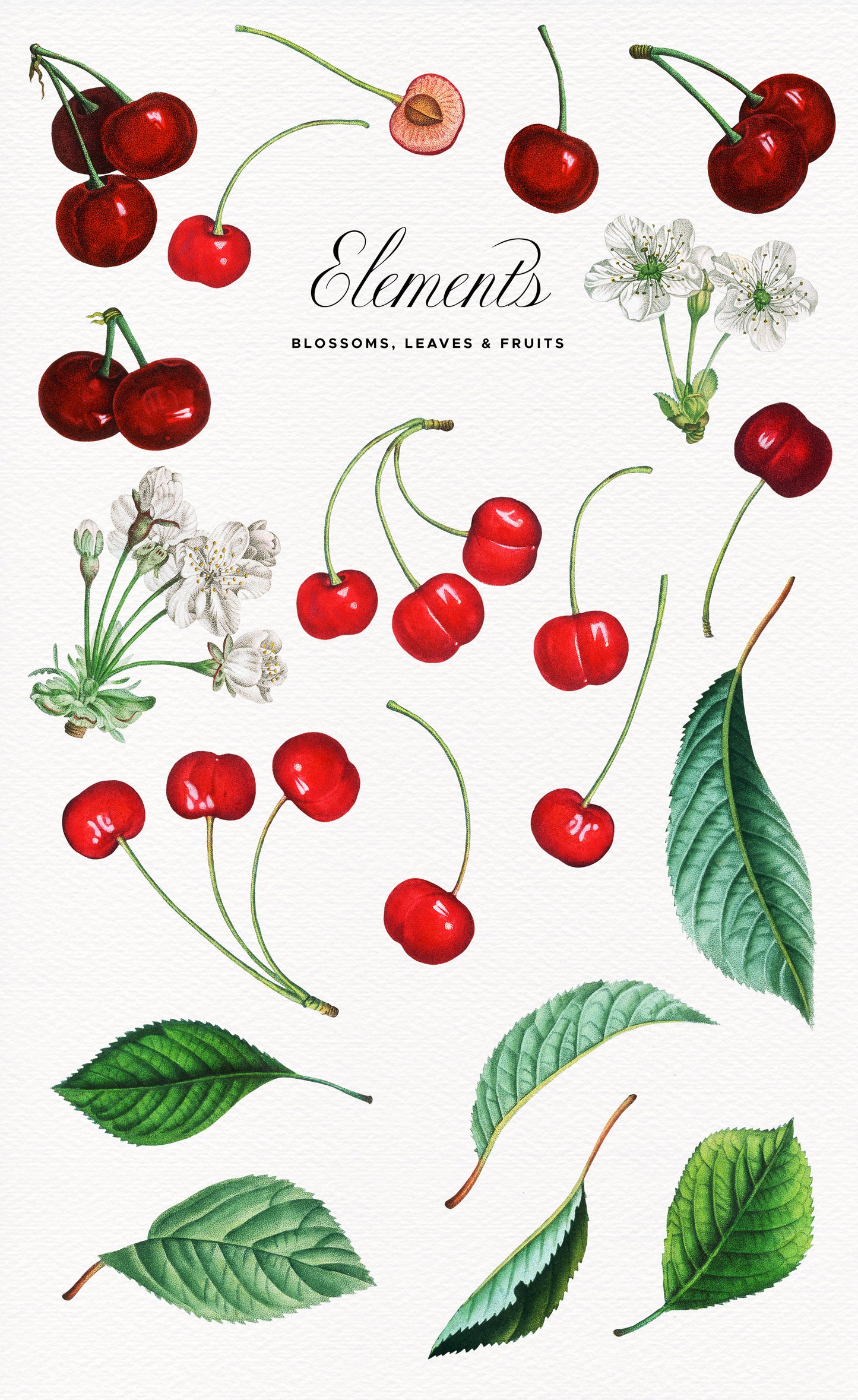 VINTAGE CHERRY Grafikkollektion