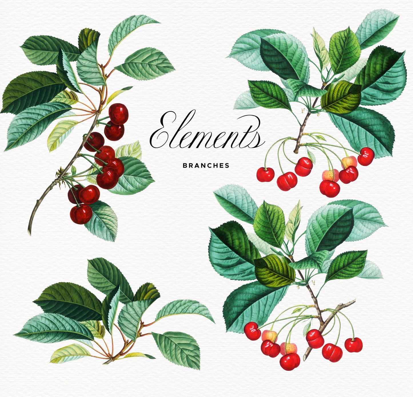 VINTAGE CHERRY Grafikkollektion