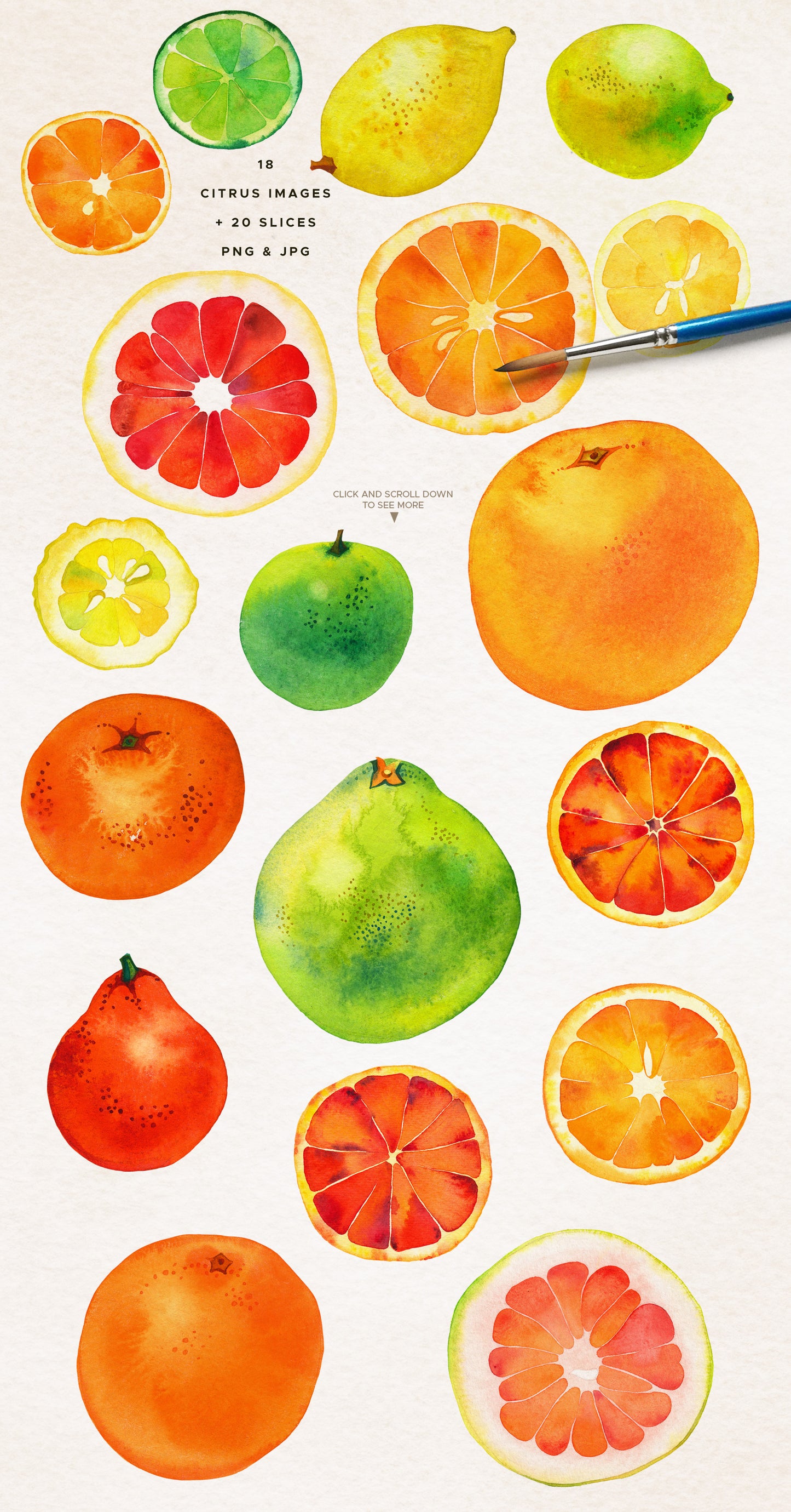 WATERCOLOR CITRUS Graphic Collection
