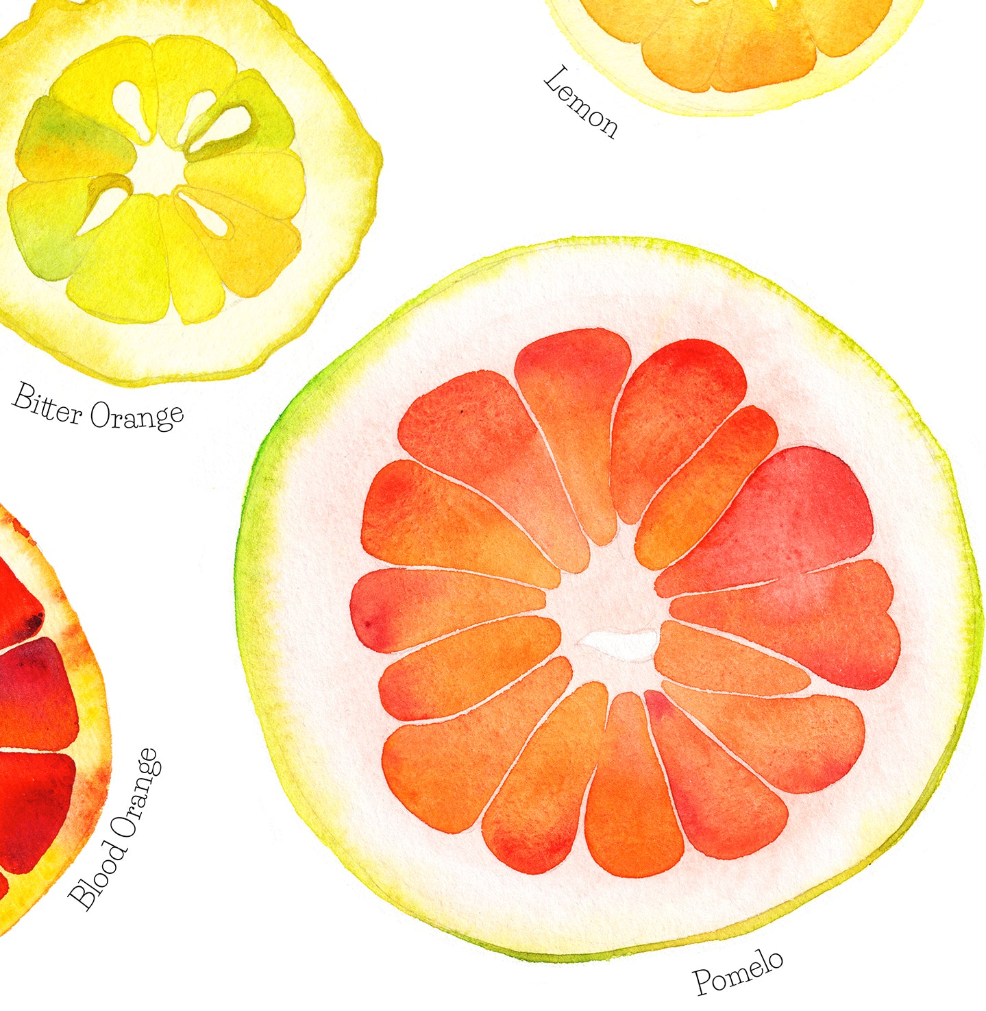 CITRUS FRUITS Watercolor Painting Giclée Print #W17
