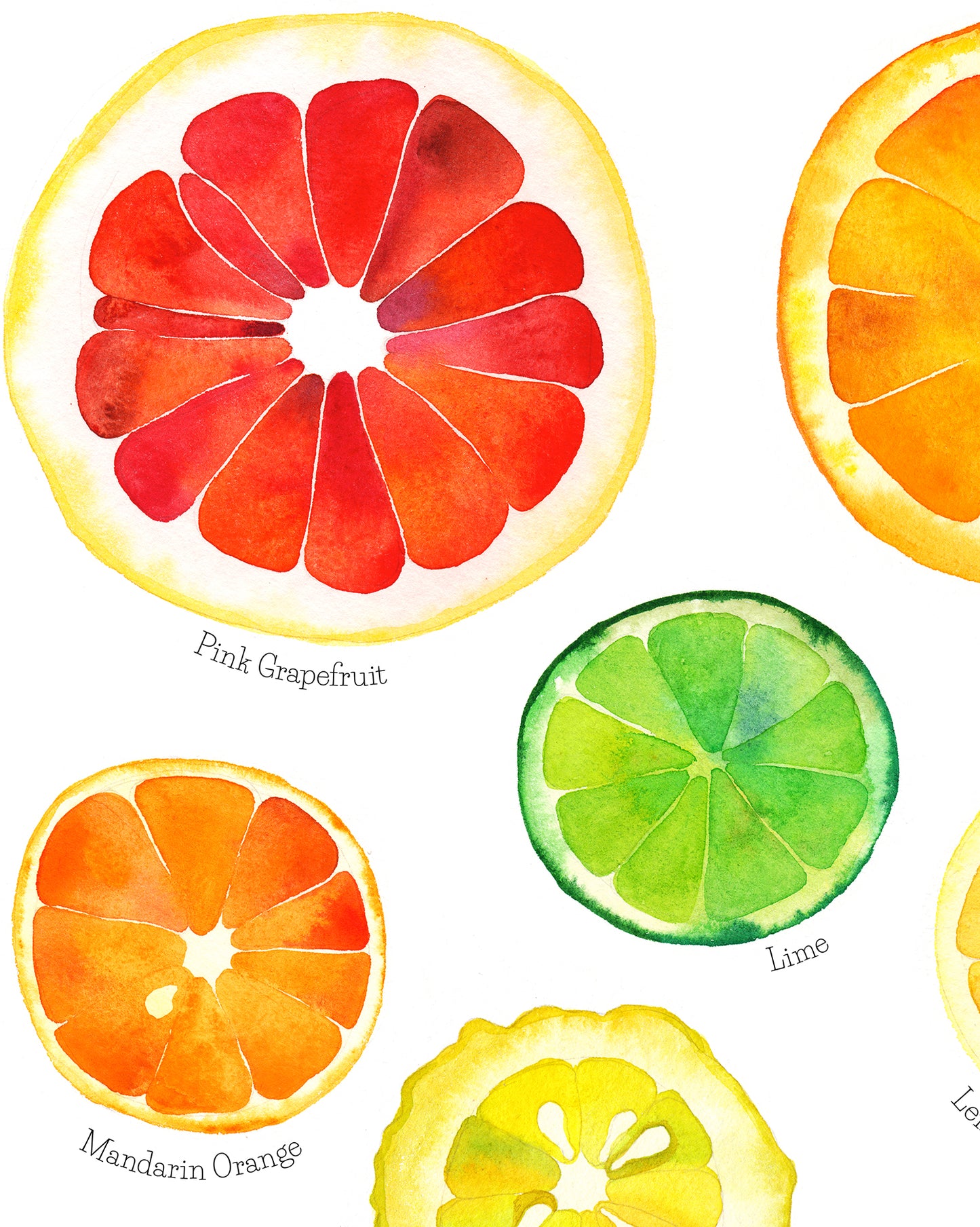 CITRUS FRUITS Watercolor Painting Giclée Print #W17