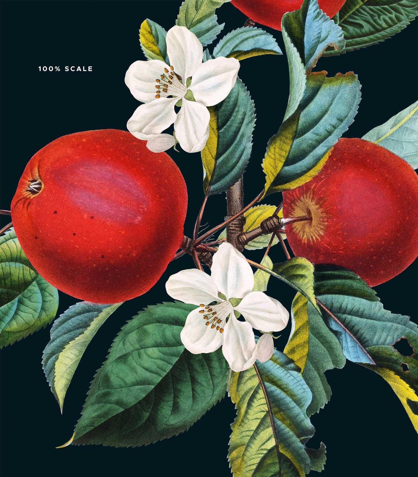 VINTAGE APPLE Grafikkollektion