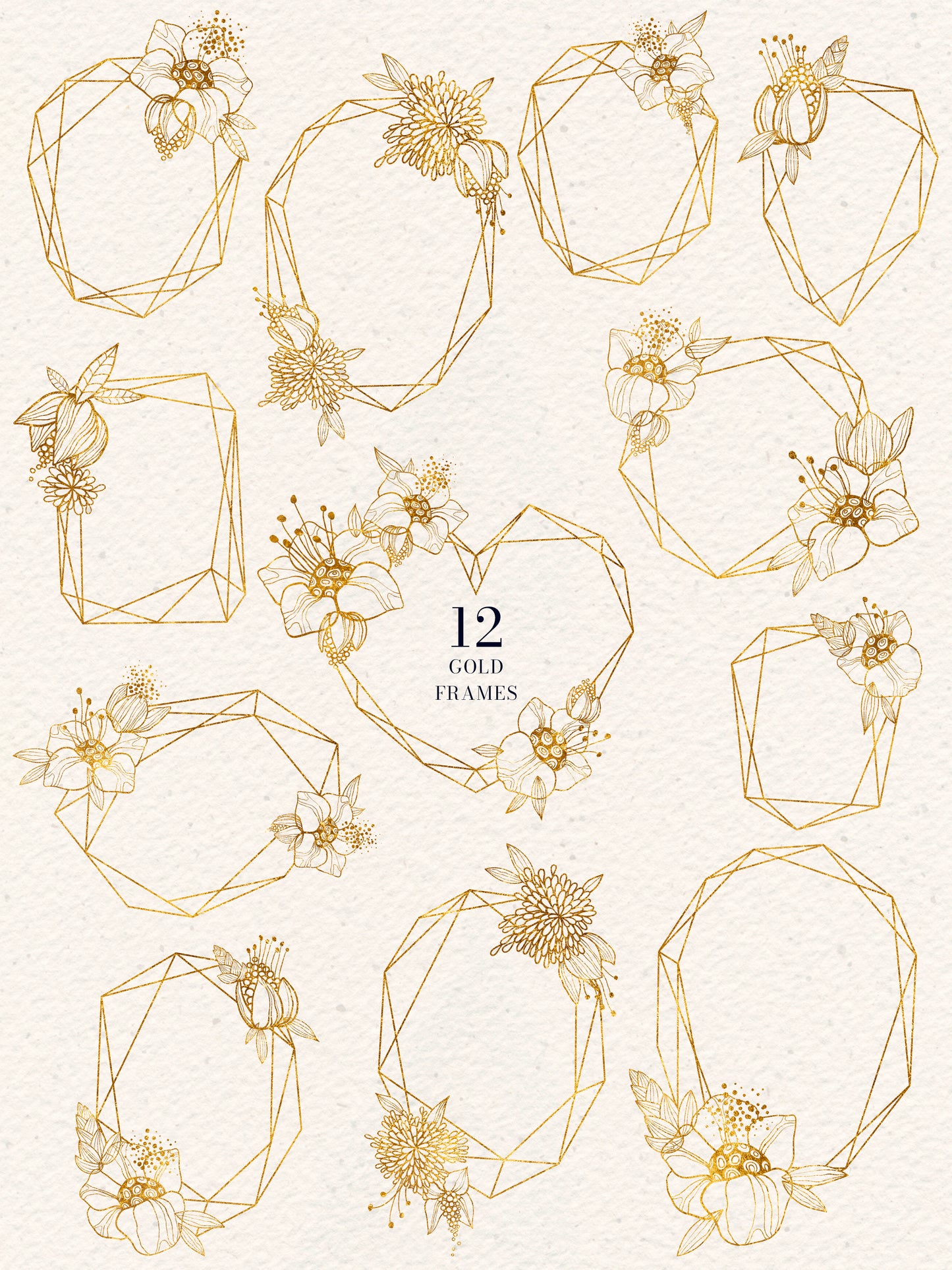 FINE LINE Graphic Collection