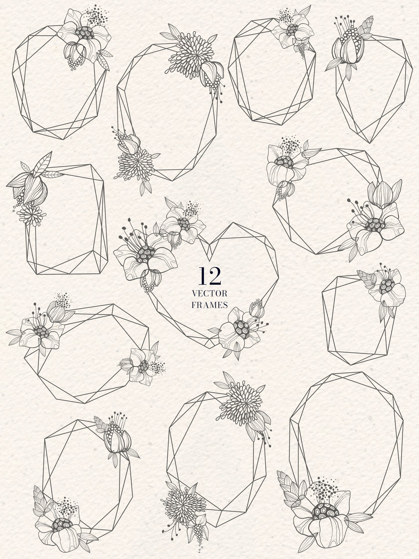 FINE LINE Graphic Collection