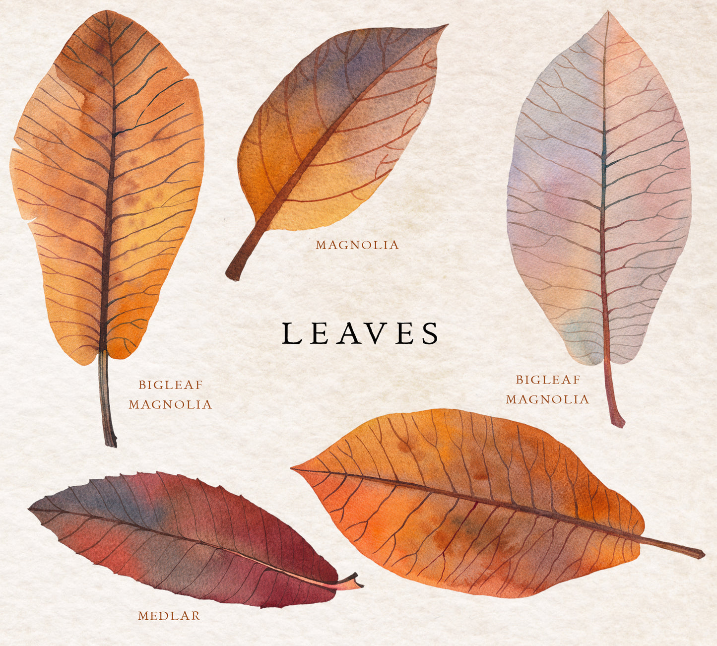 NATURE GIFTS Graphic Collection