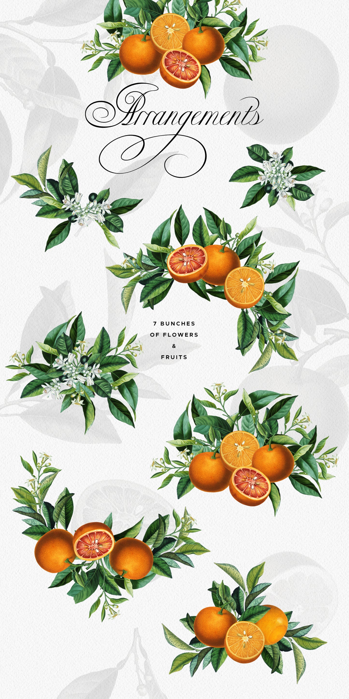 VINTAGE ORANGE CITRUS Grafikkollektion