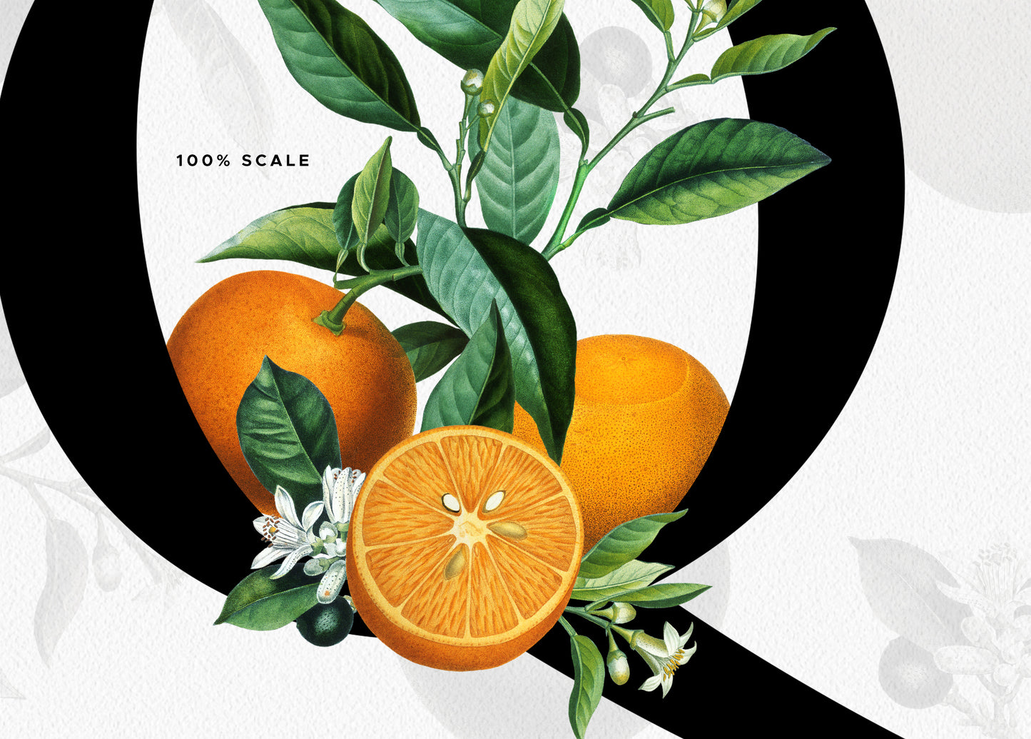 ORANGE Citrus Monogram Alphabet