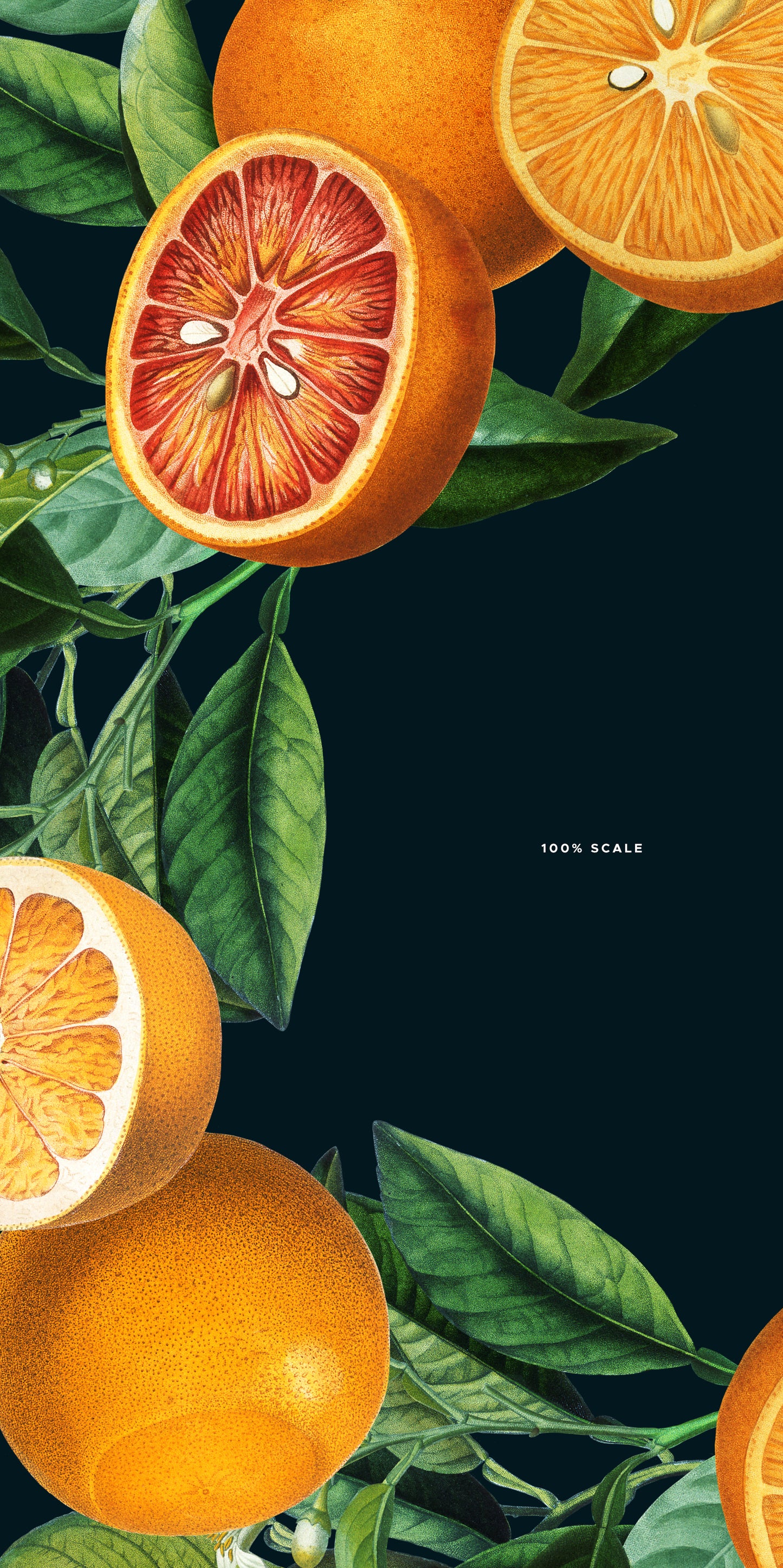VINTAGE ORANGE CITRUS Grafikkollektion