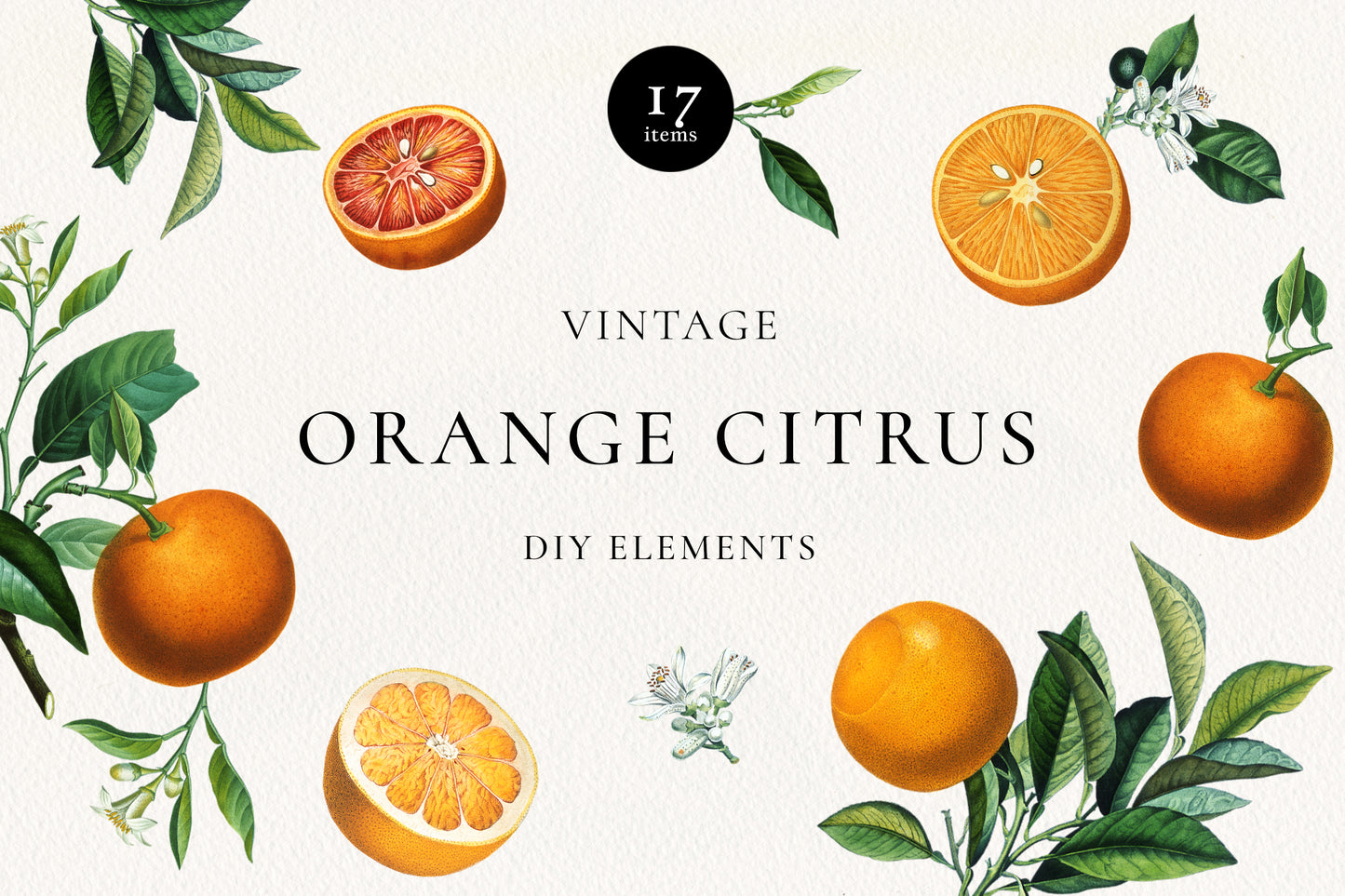VINTAGE ORANGE CITRUS DIY Elements
