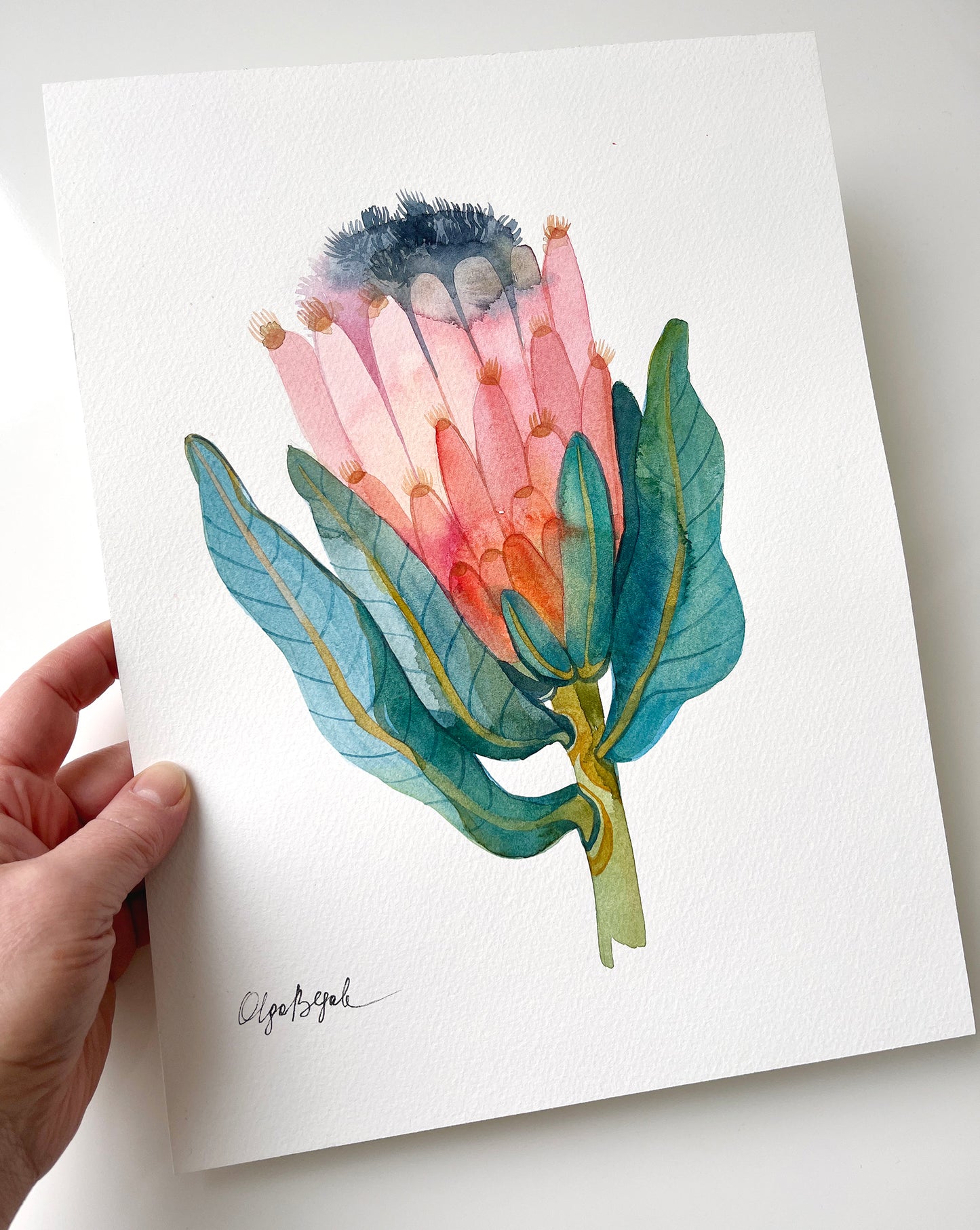 PINK KING PROTEA Original Watercolor Painting