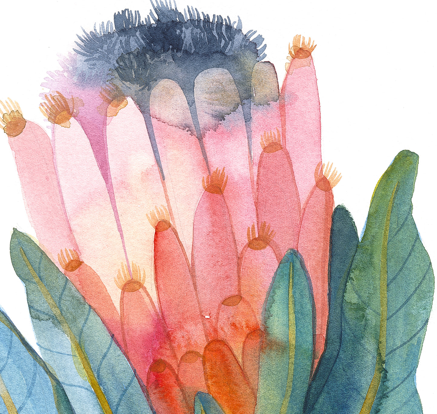 PINK KING PROTEA Original Watercolor Painting
