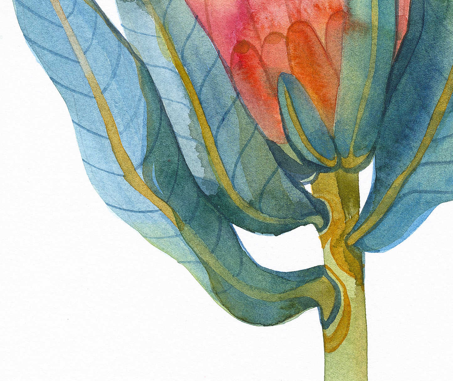 PINK KING PROTEA Original Watercolor Painting