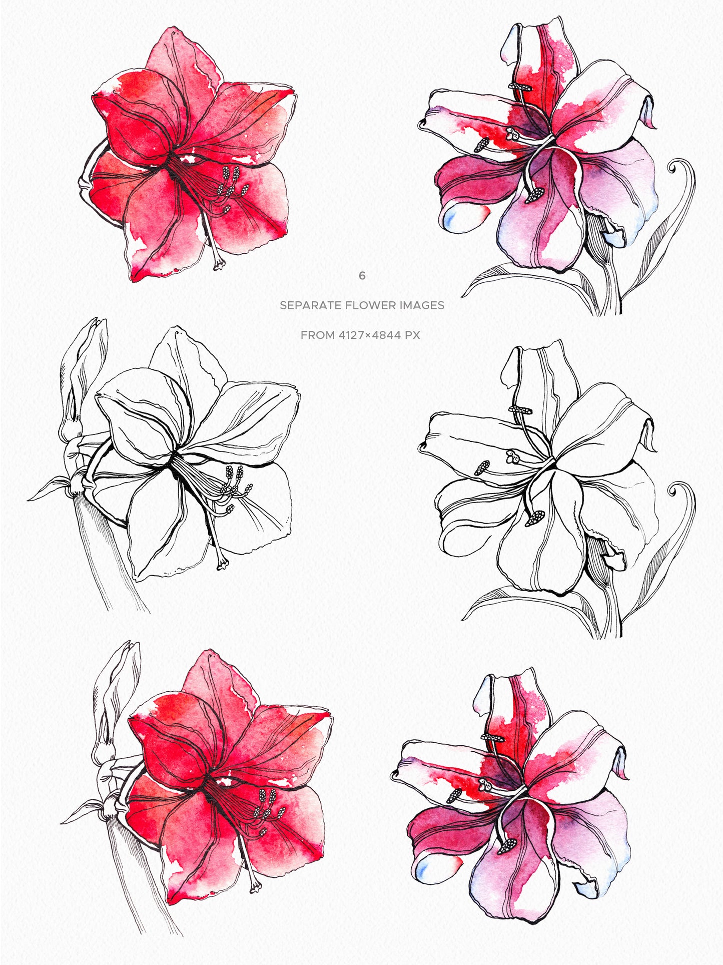 WATERCOLOR RED LILY Graphic Collection