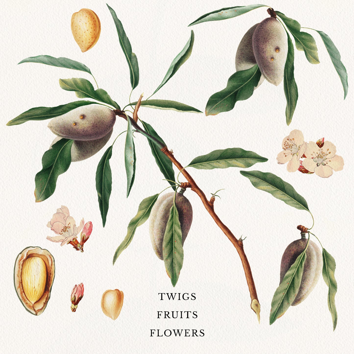 VINTAGE ALMOND Patterns and Elements