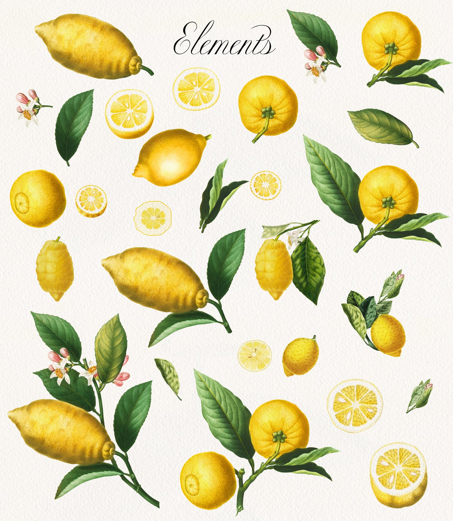 VINTAGE LEMON CITRUS Graphic Collection