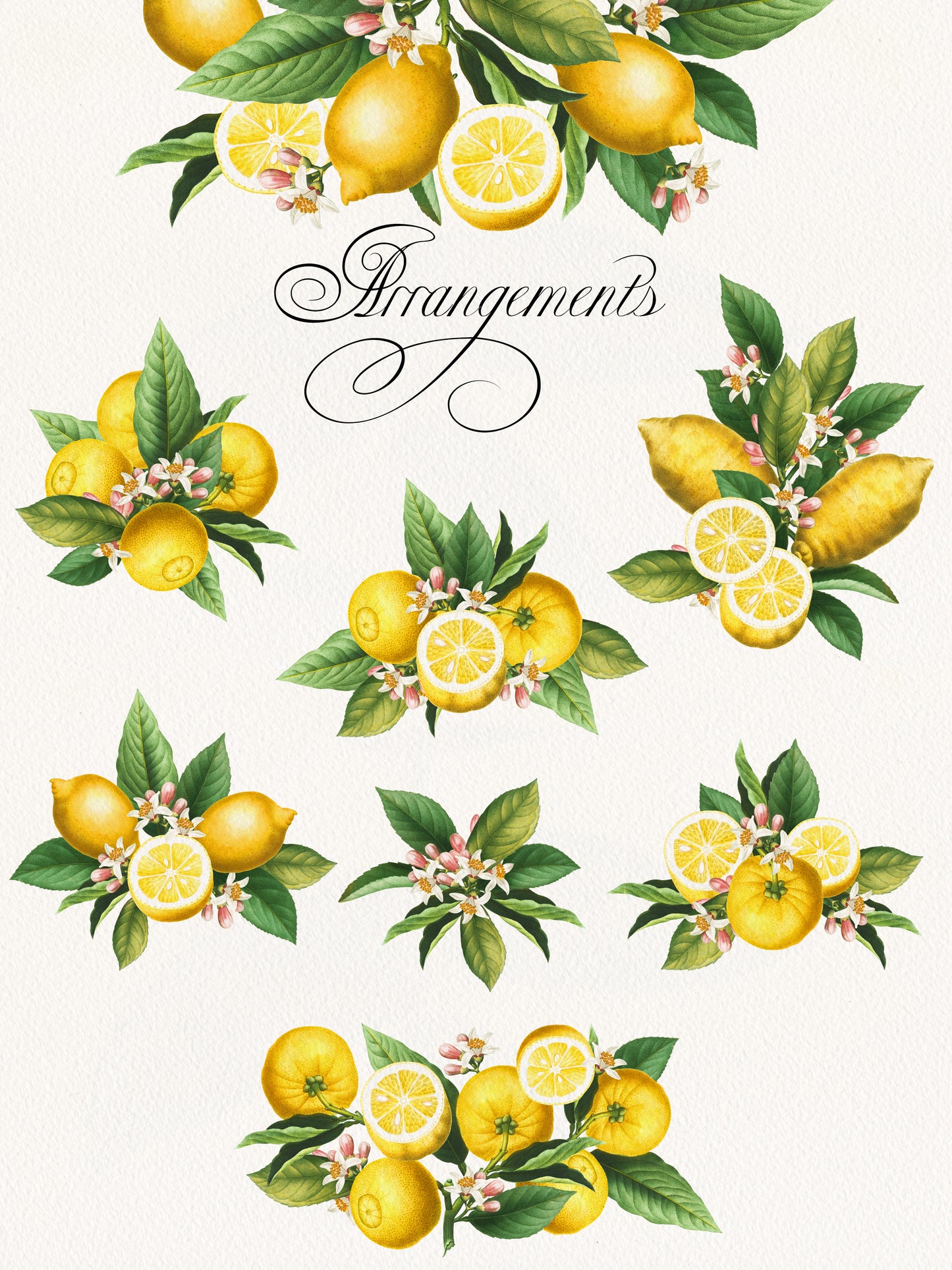 VINTAGE LEMON CITRUS Graphic Collection