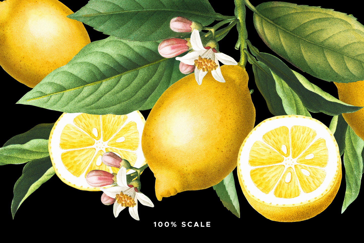 VINTAGE LEMON CITRUS Graphic Collection