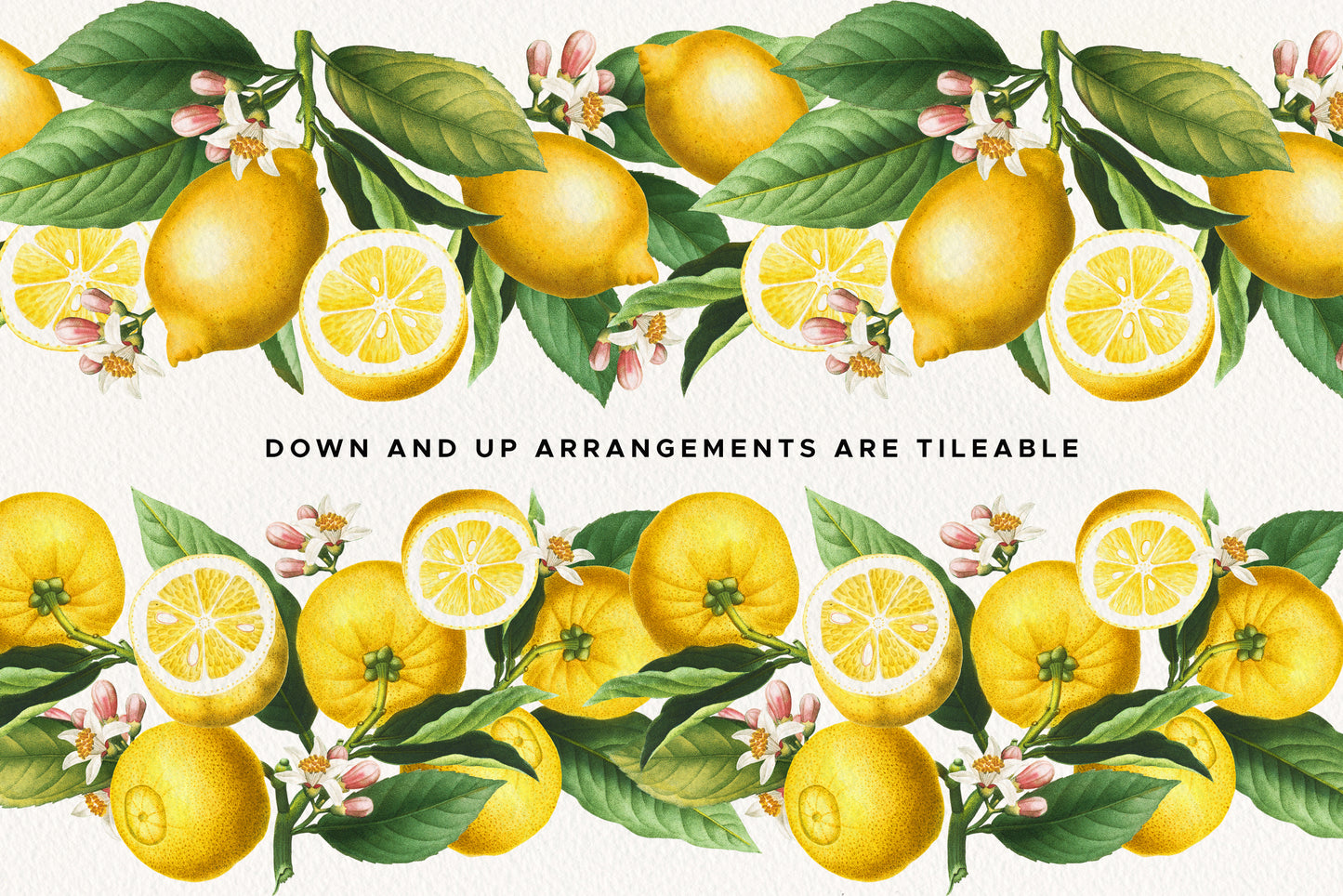 VINTAGE LEMON CITRUS Graphic Collection