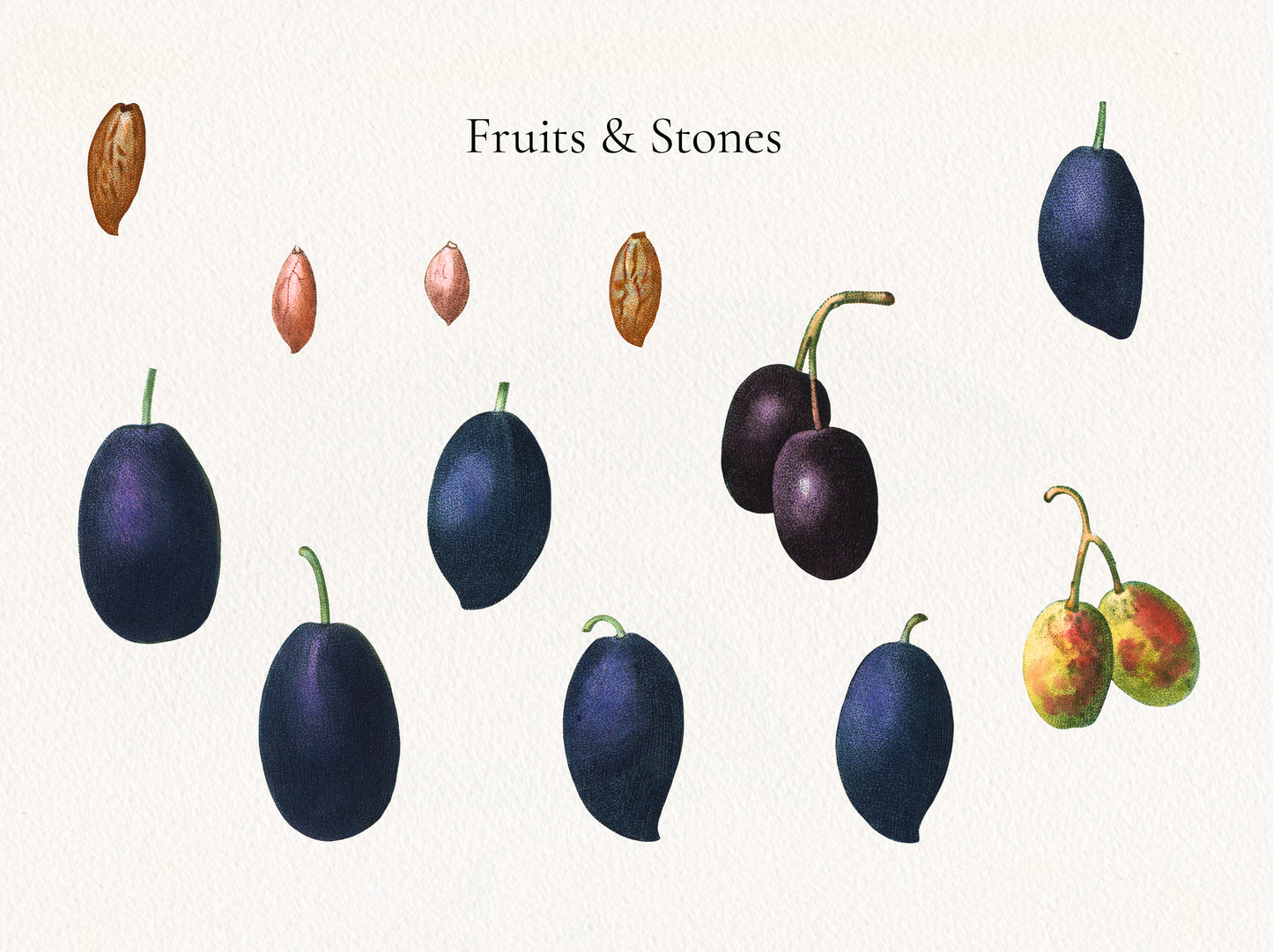 VINTAGE OLIVE Graphic Collection