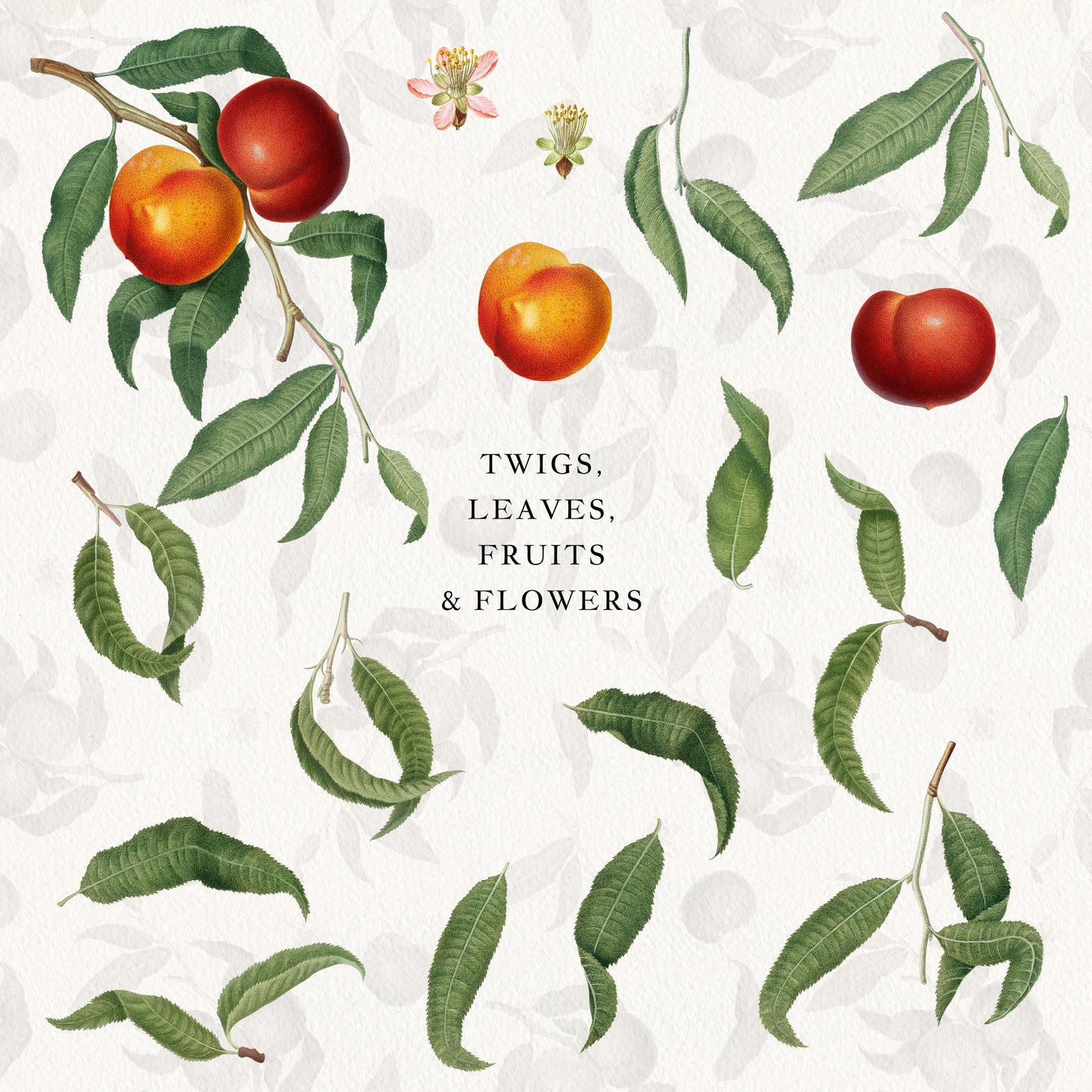 VINTAGE PEACH Graphic Collection #01