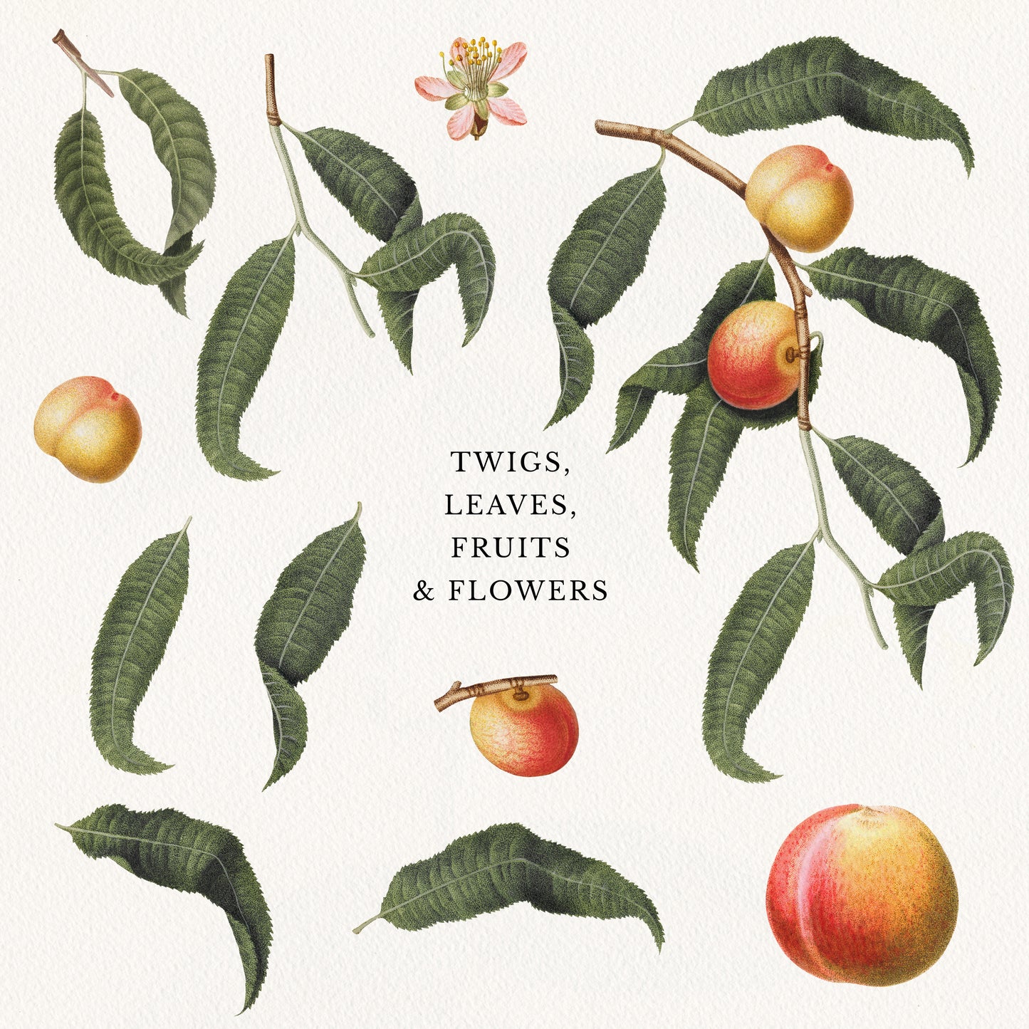 VINTAGE PEACH Graphic Collection #02