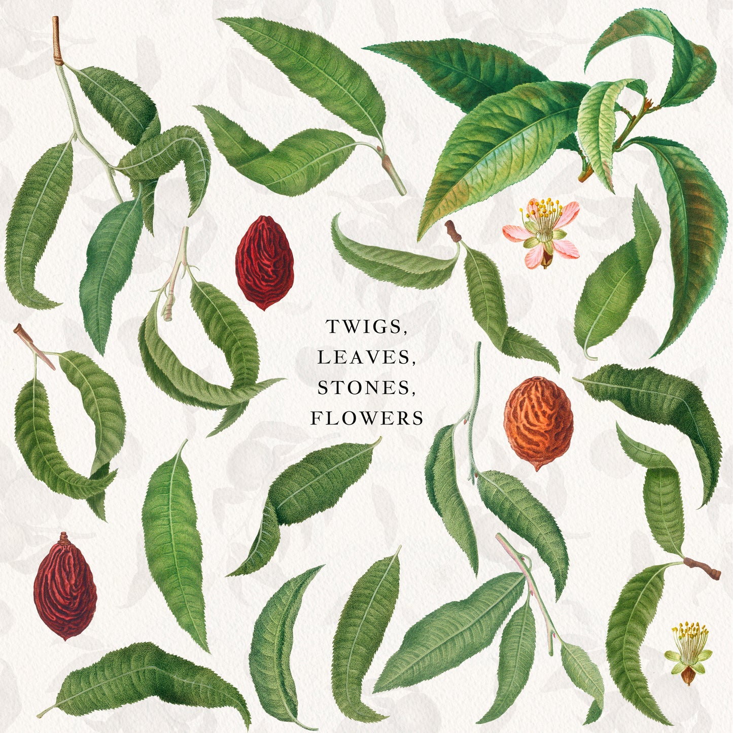 Vintage Peach Botanical Graphics No. 03 • Fruits, Frames, Arrangements & Seamless Patterns