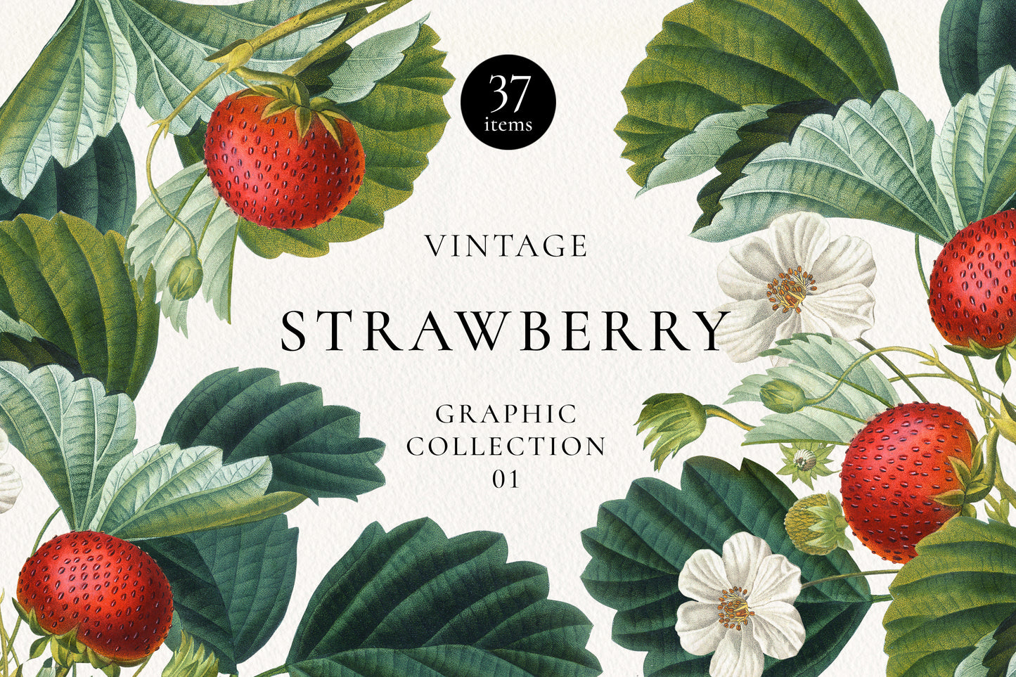 VINTAGE BOTANICAL Graphics Bundle