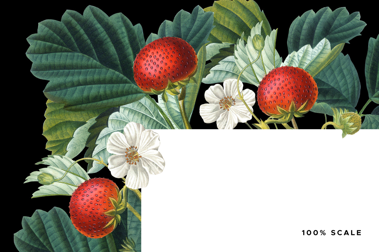 VINTAGE ERDBEERE Grafikkollektion #01