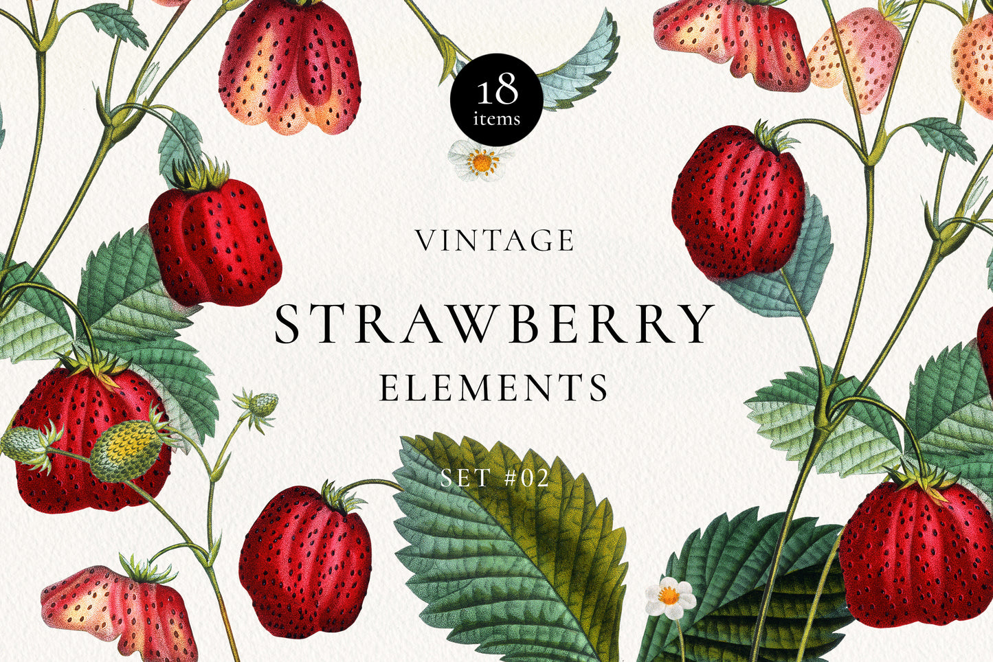 VINTAGE BOTANICAL Graphics Bundle