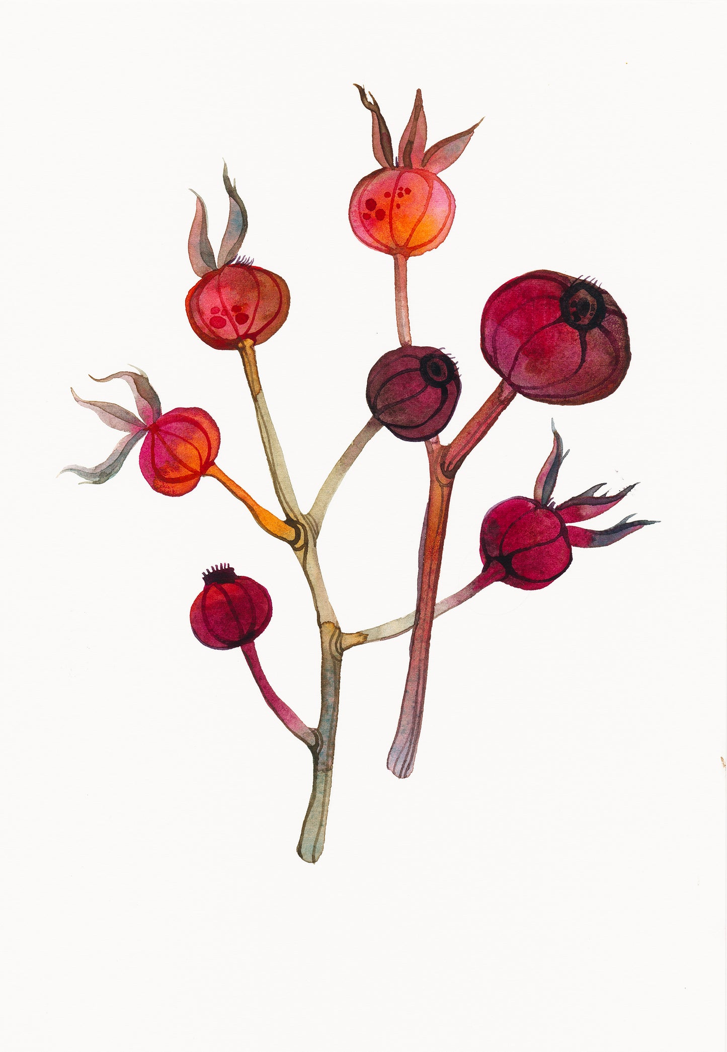 ROSE HIPS Watercolor Painting Giclée Print #W22