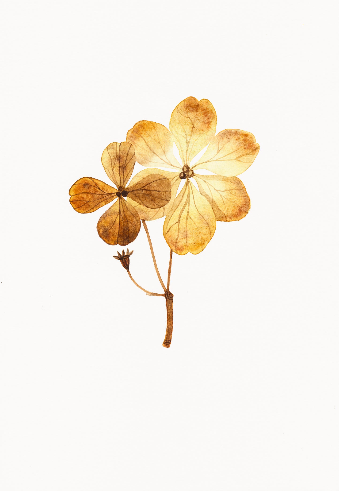DRIED HYDRANGEA Flower Watercolor Painting Giclée Print #W23