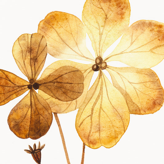 DRIED HYDRANGEA Flower Watercolor Painting Giclée Print #W23