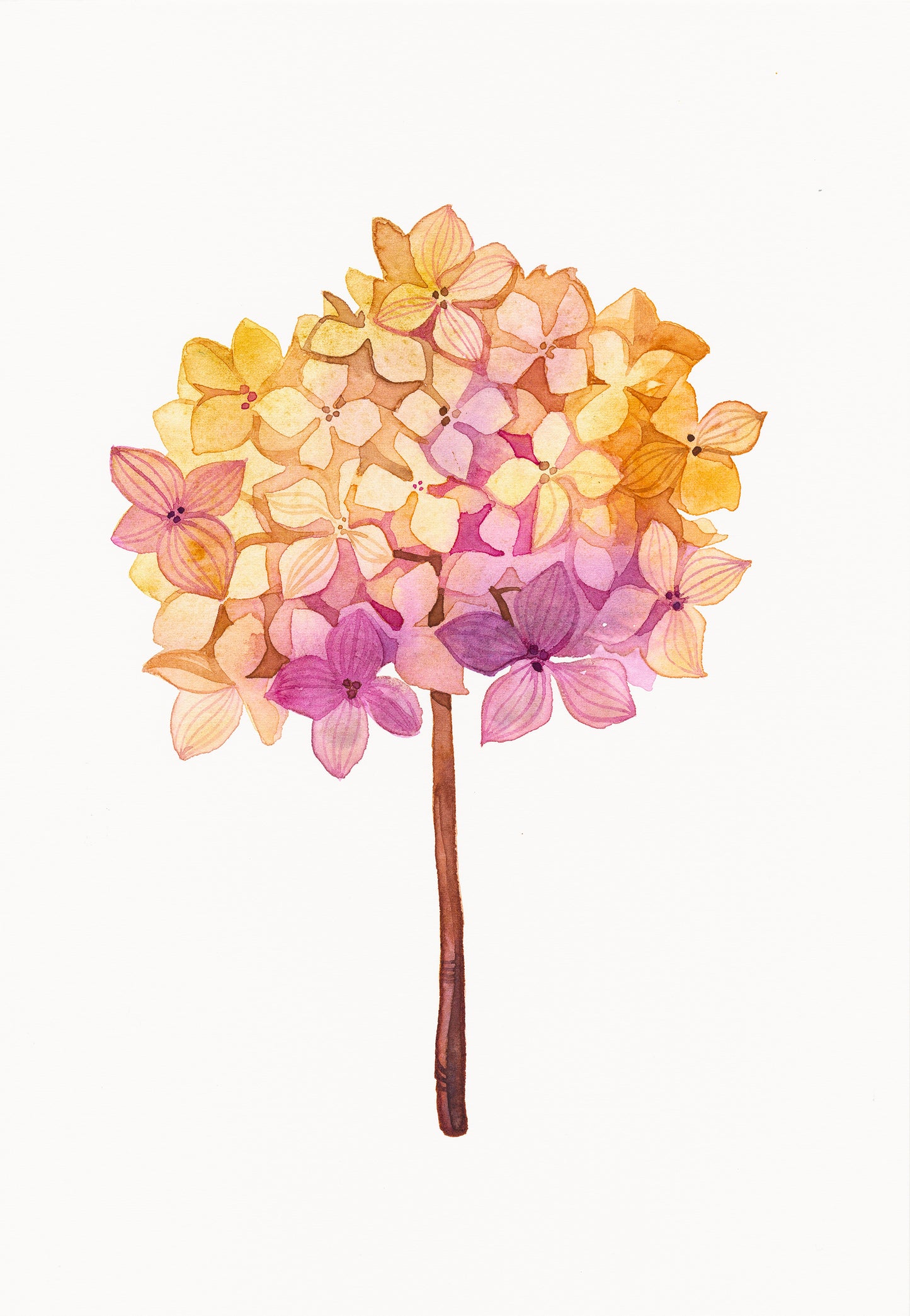 PINK HYDRANGEA Watercolor Painting Giclée Print #W24