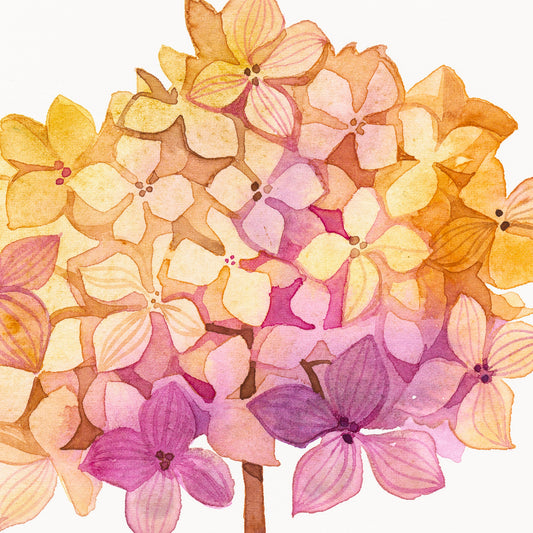 PINK HYDRANGEA Watercolor Painting Giclée Print #W24