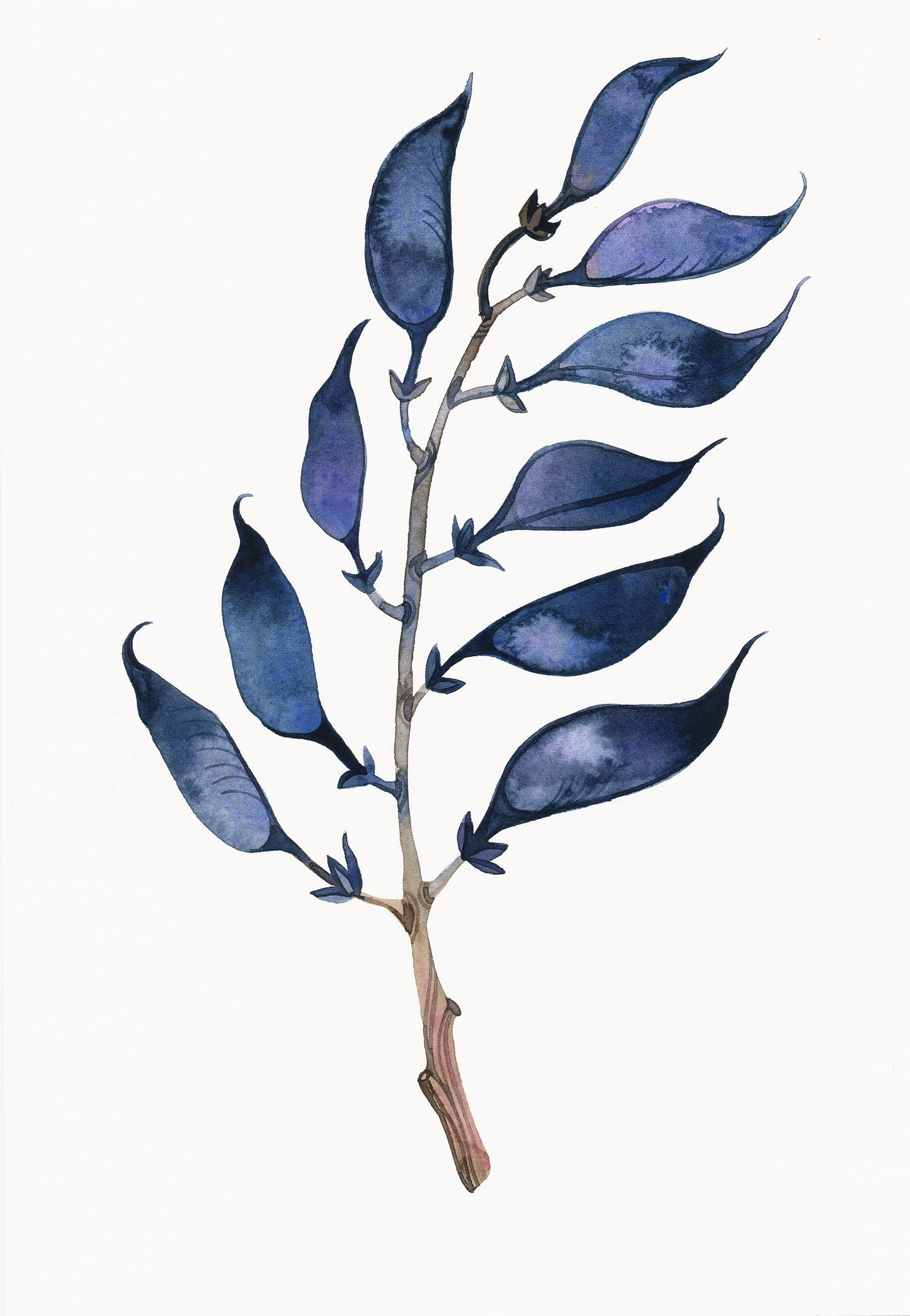 WILD INDIGO Pflanze Aquarell Malerei Giclée-Druck #W25