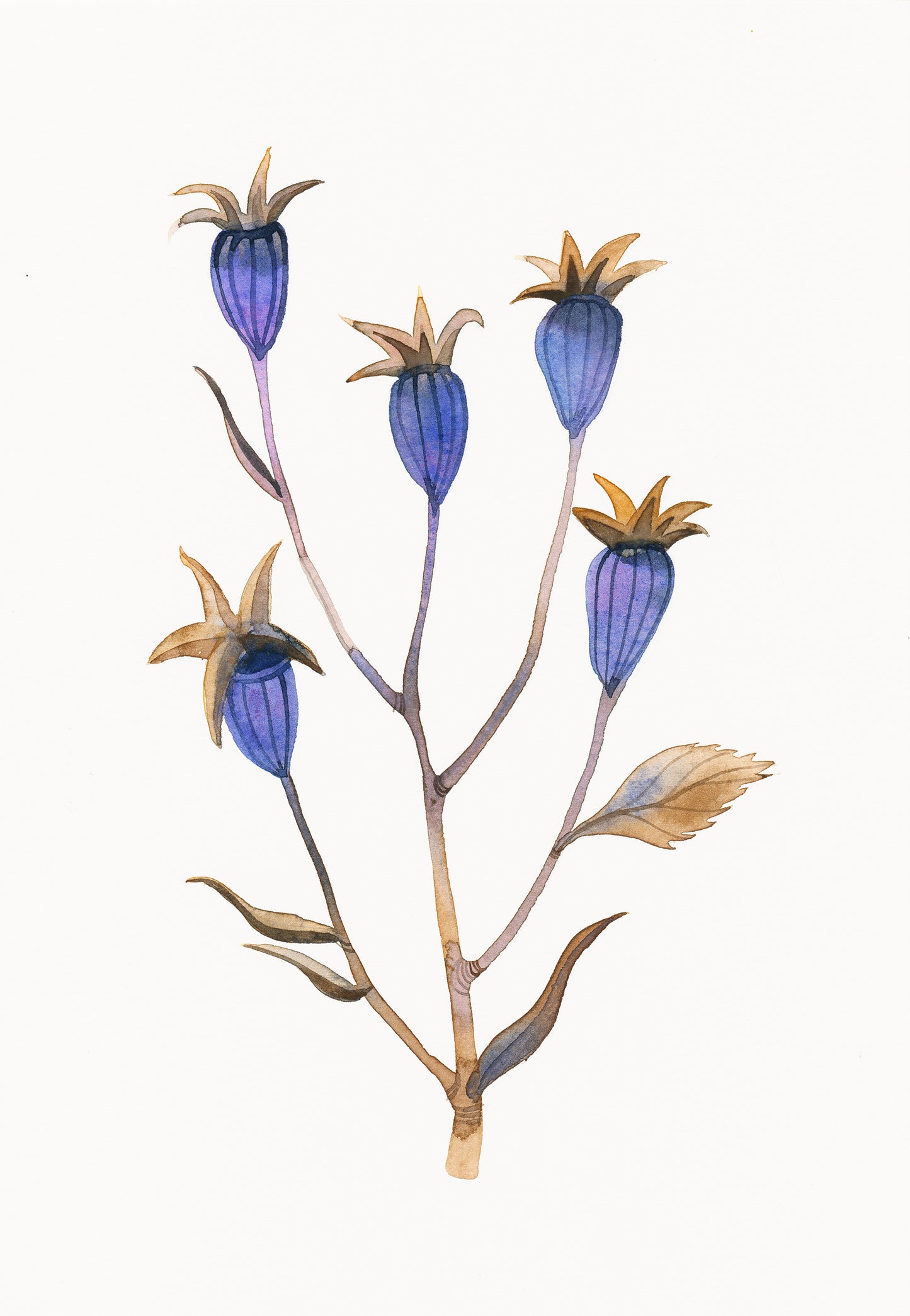 BALLOON FLOWER Watercolor Painting Giclée Print #W26