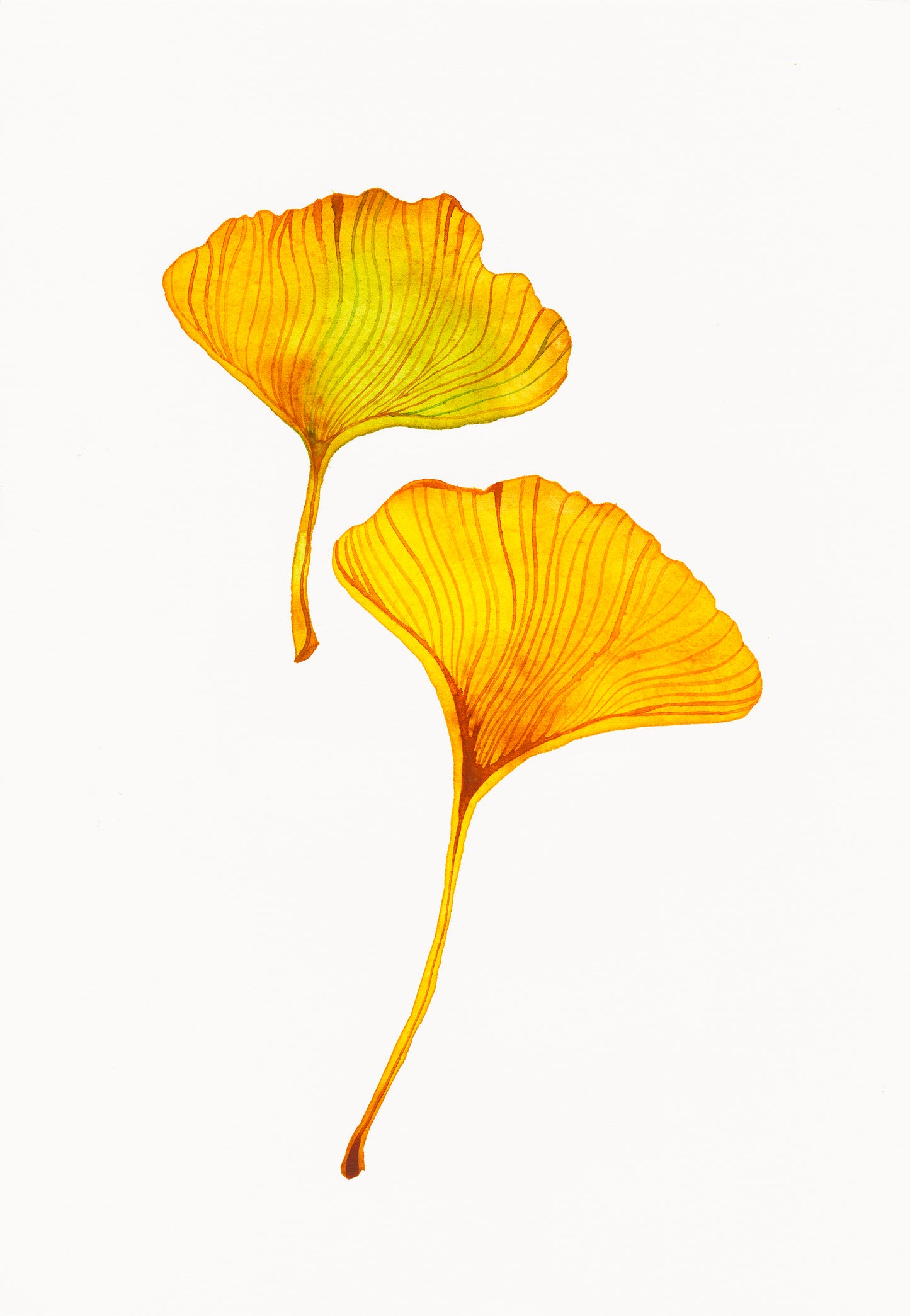 YELLOW GINGKO LEAVES Watercolor Painting Giclée Print #W29