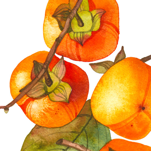 PERSIMMON FRUITS Watercolor Painting Giclée Print #W30