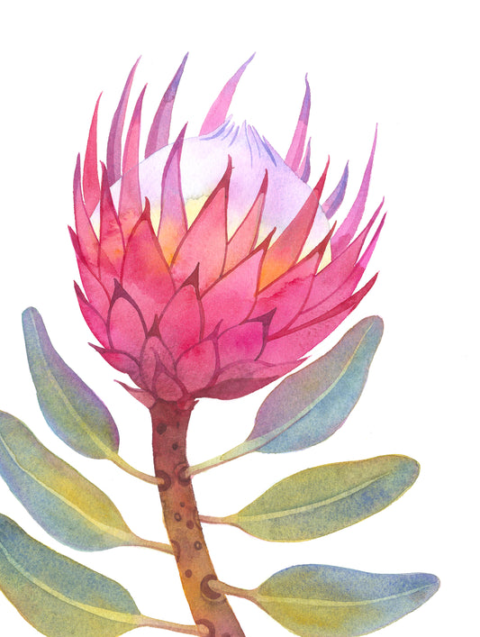 PINK KING PROTEA Aquarell Malerei Giclée-Druck #W32