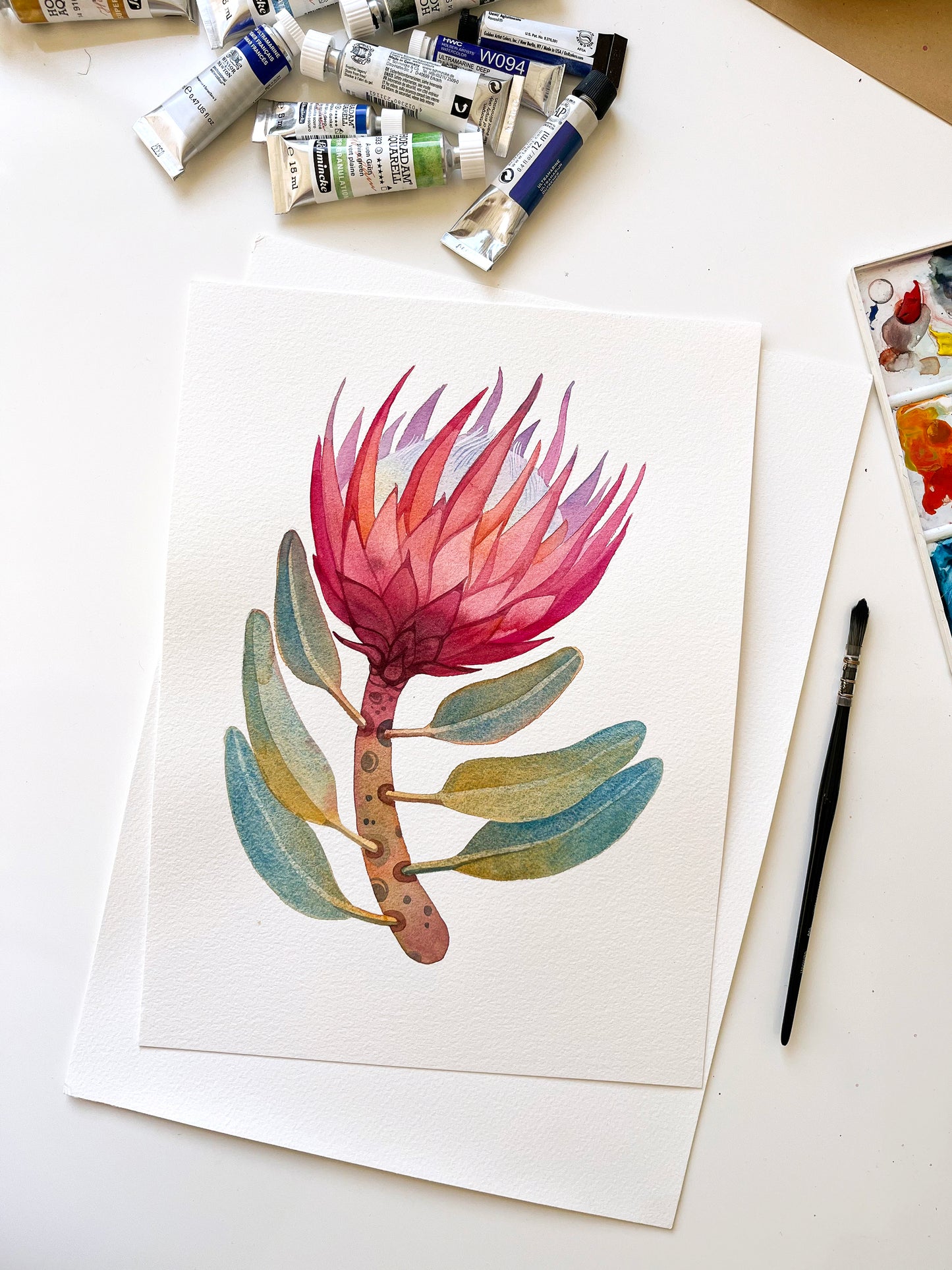 ROSA KÖNIG PROTEA Aquarell Malerei Giclée-Druck #W33