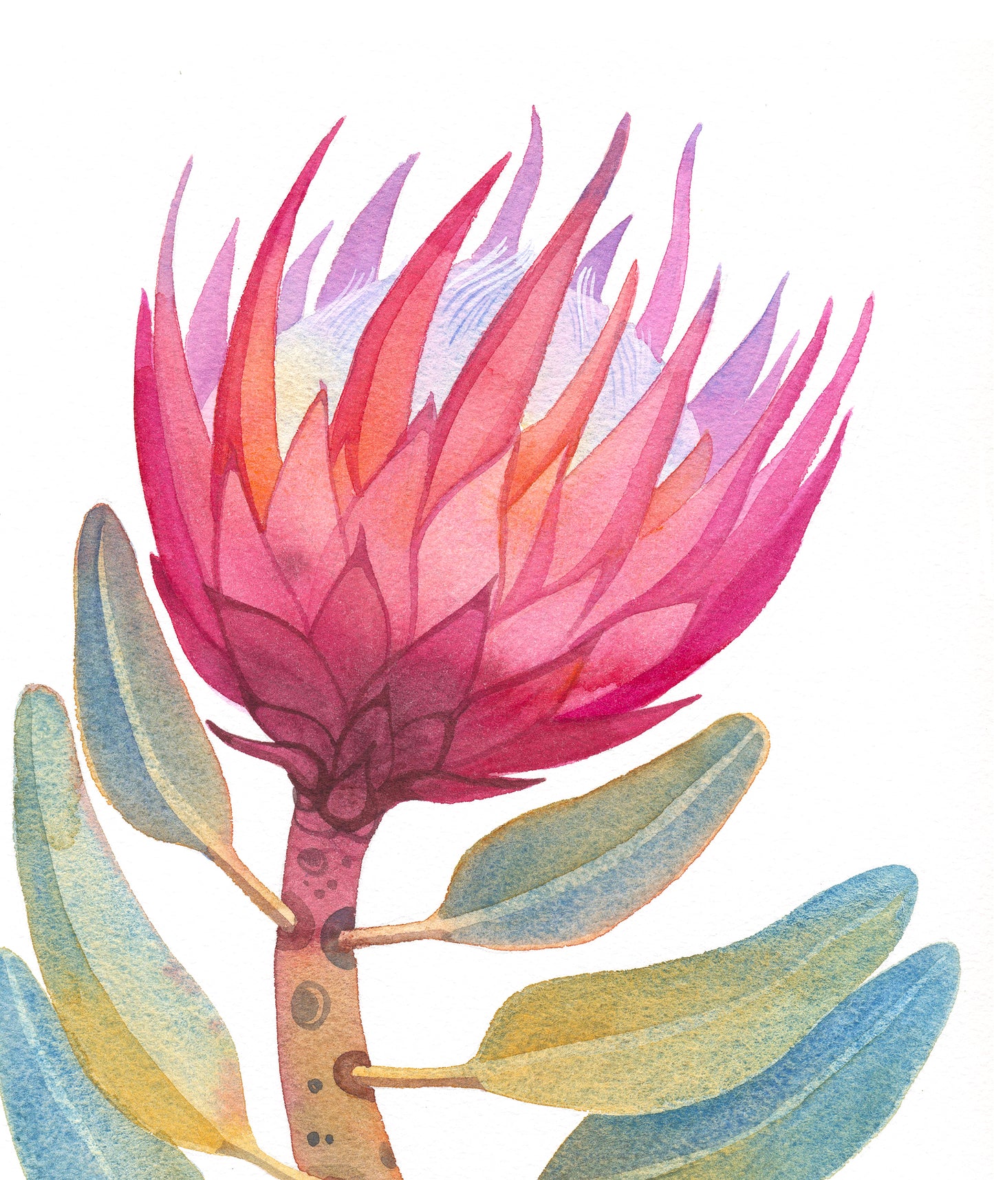 ROSA KÖNIG PROTEA Aquarell Malerei Giclée-Druck #W33