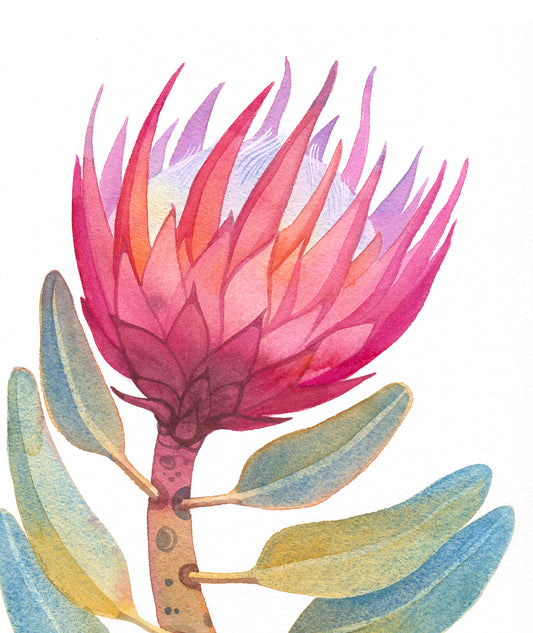 ROSA KÖNIG PROTEA Aquarell Malerei Giclée-Druck #W33