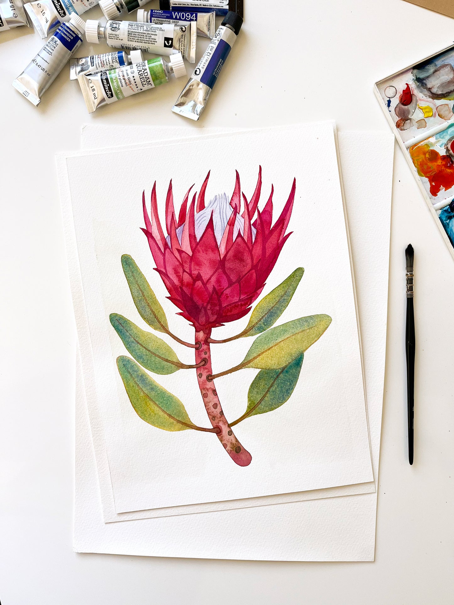 PINK KING PROTEA Watercolor Painting Giclée Print #W34