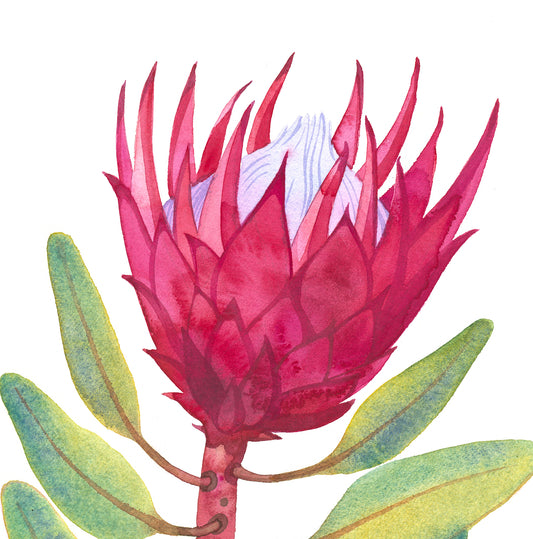 PINK KING PROTEA Aquarell Malerei Giclée-Druck #W34