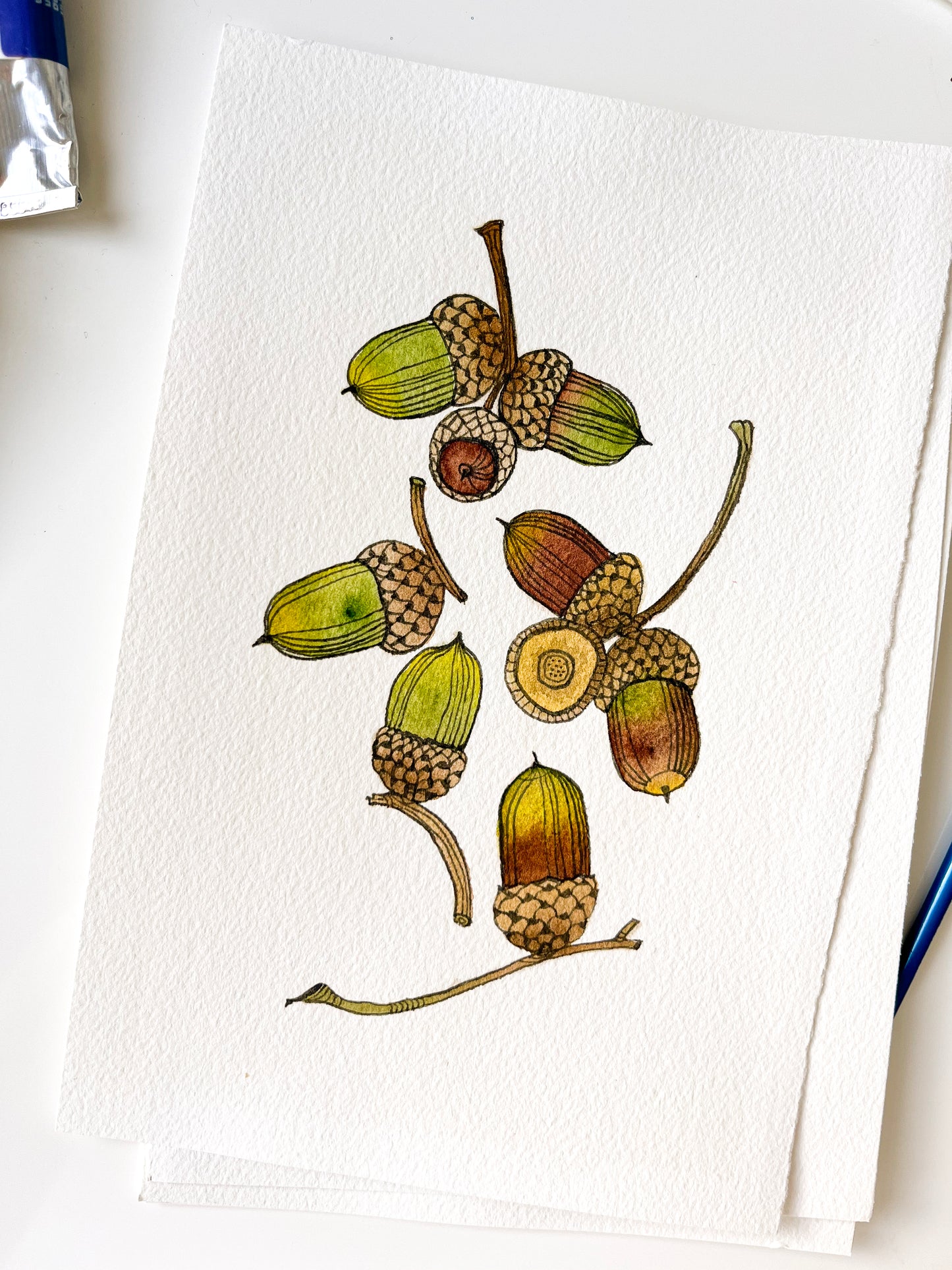 Oak Acorns Watercolor Giclée Art Print • Botanical Illustration (W35)