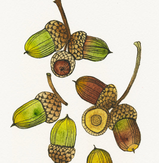 Eiche Eicheln Aquarell Malerei Giclée Kunstdruck #W35